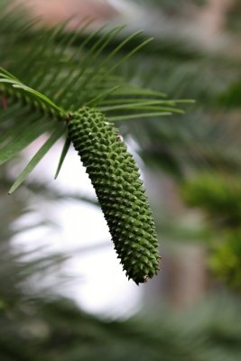 Wollemia nobilis - wolemie vznešená - samčí šiška